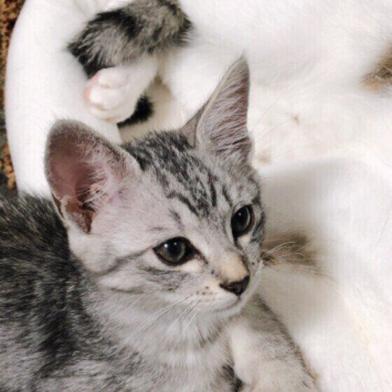 サバトラの炭治郎くん