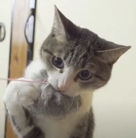 気分屋おはぎちゃん♡