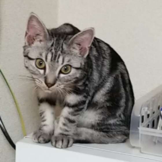 見つめるアメリカンショートヘア