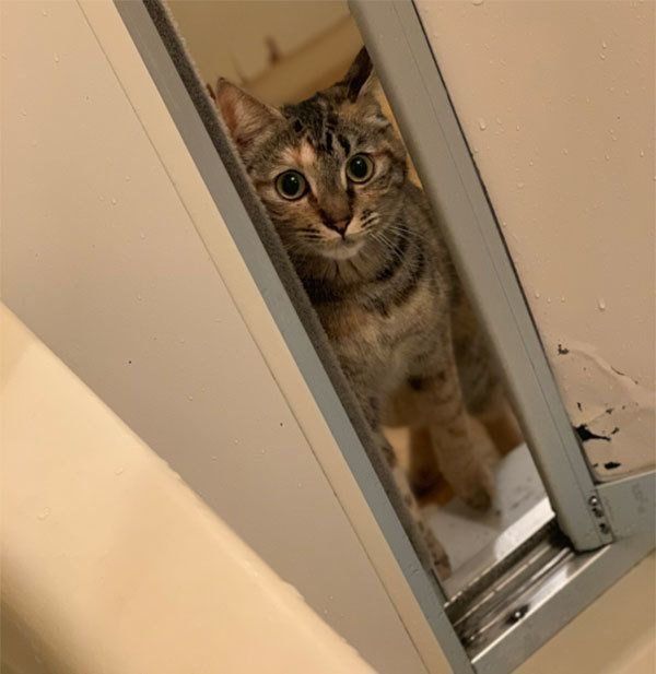 お風呂を覗く猫