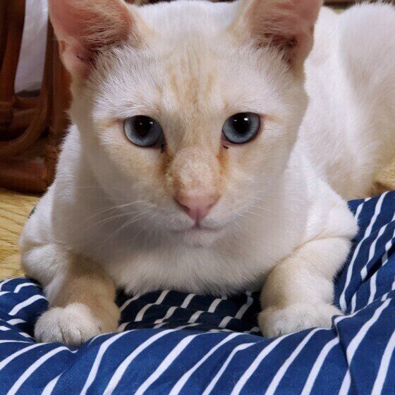 シャムのしろちゃん