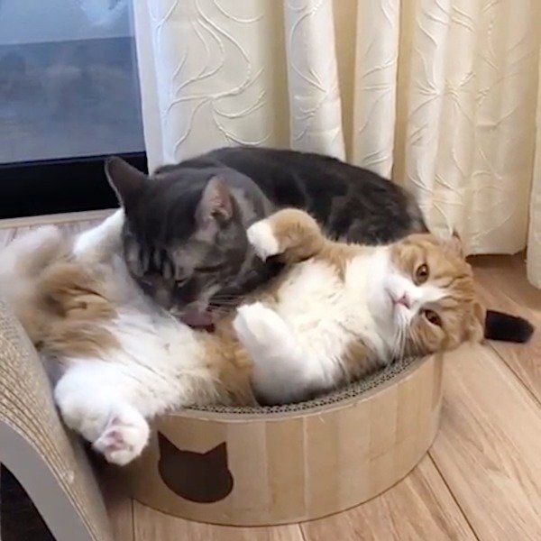 毛づくろいするスコティッシュフォールドとマンチカン