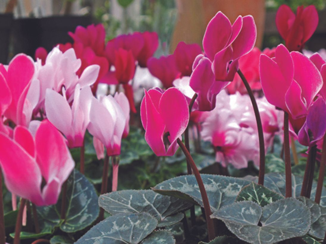 猫が食べてしまうと危険なものを知ろう 猫が食べると危険な植物 誤食しやすいもの ねこのきもちweb Magazine 猫が食べてしまうと危険なものを知ろう 猫が食べると危険な植物 誤食しやすいもの ねこのきもちweb Magazine