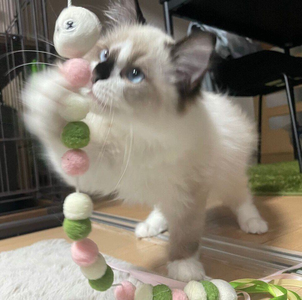 家族に迎えたころのちゃこまるくん