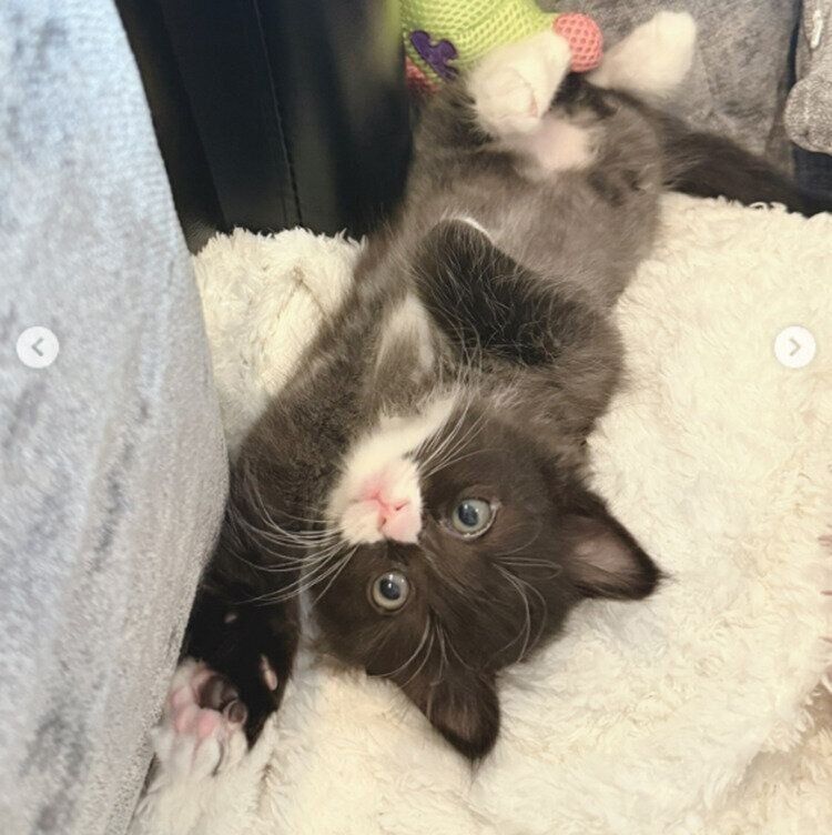 左の前足をあげて横たわるちょびくん