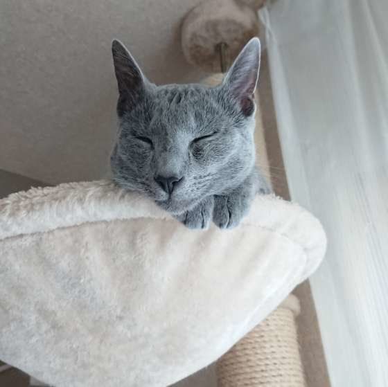 定位置で眠るロシアンブルー
