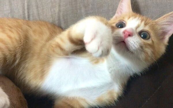 寝転がるいなりくん