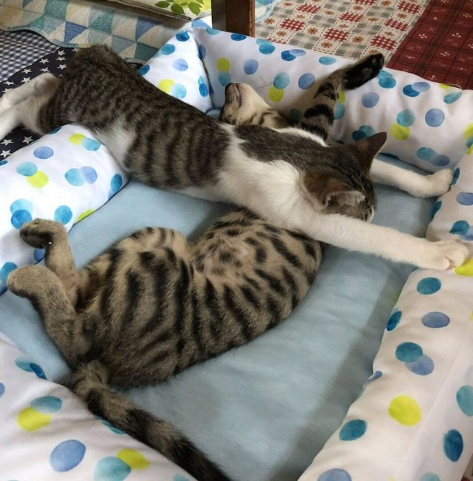 気持ちよさそうに眠るなぎくん、よもぎちゃん