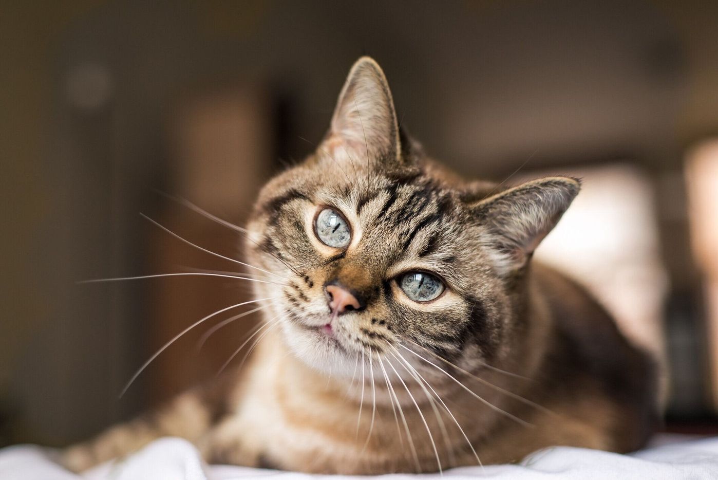 獣医師監修 猫臭い と感じる原因と対策 シャンプーや消臭が必要 ねこのきもちweb Magazine 獣医師監修 猫臭い と感じる原因と対策 シャンプーや消臭が必要 ねこのきもちweb Magazine