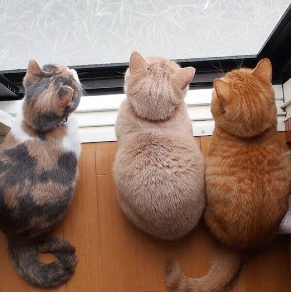 仲良くニャルソックをするマンチカン3姉妹