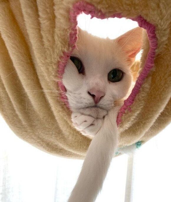 ハンモックの穴から顔を覗かせるうにくん