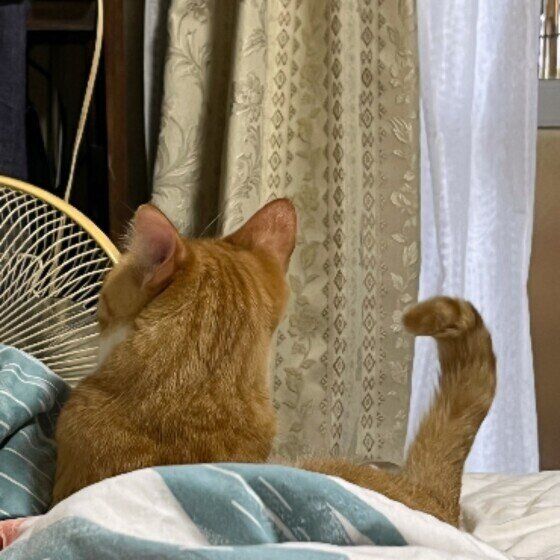 しっぽでお返事をした茶トラ猫のぱぴちゃん