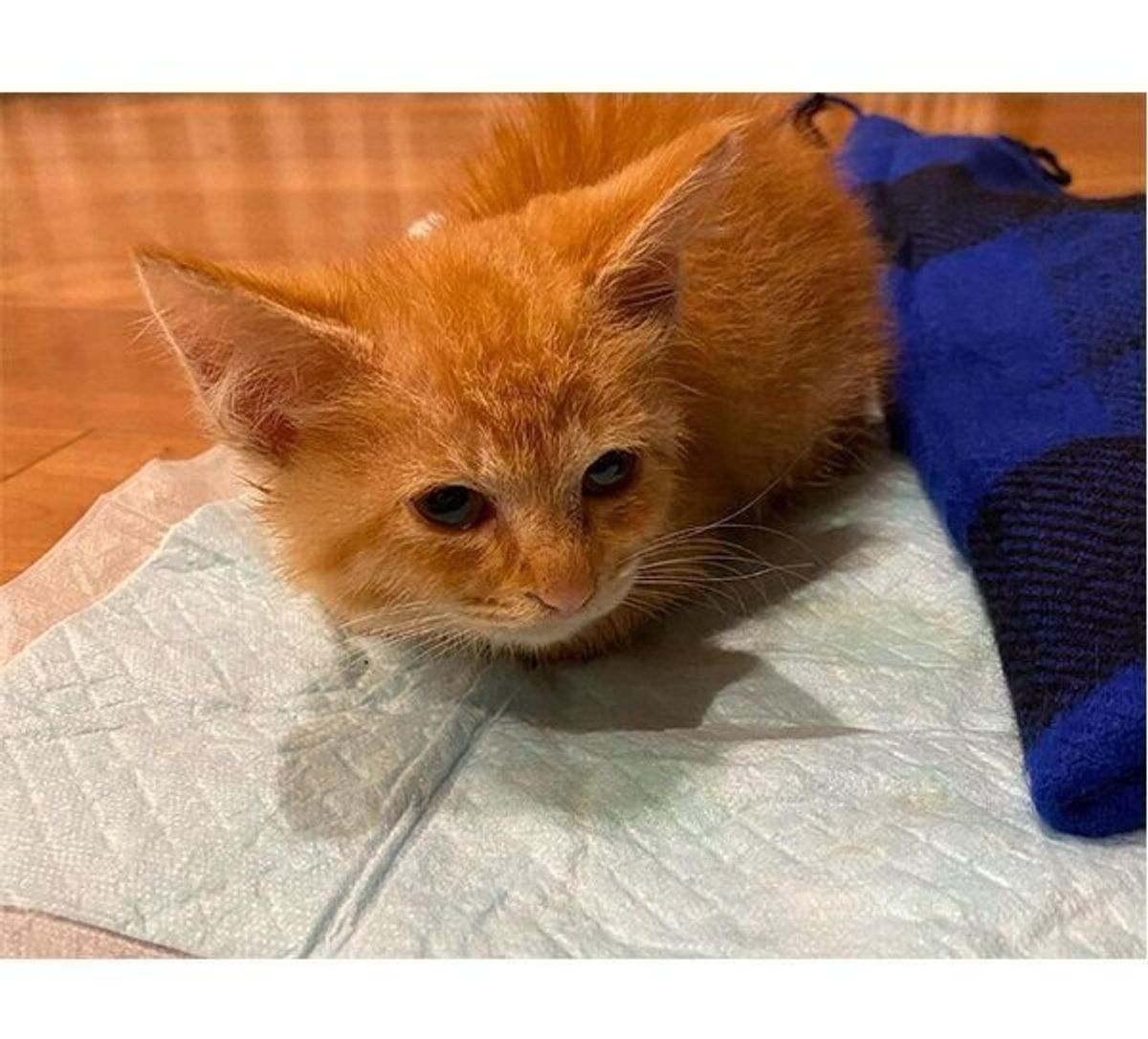 雨に濡れてうずくまっていた子猫を発見 上空にはカラスが とっさの判断で保護 突然猫と暮らすことになった夫婦の話 ねこのきもちweb Magazine 雨に濡れてうずくまっていた子猫を発見 上空にはカラスが とっさの判断で保護 突然猫と暮らすことになった夫婦の話 ねこのきもちweb Magazine