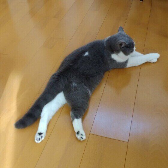 伸びるランくん（スコティッシュフォールド）