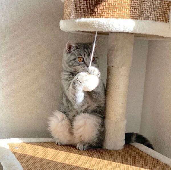 キャットタワーで遊ぶぽぺんちゃん