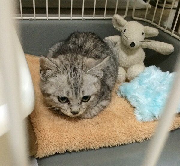 お迎え当時のヨキくん