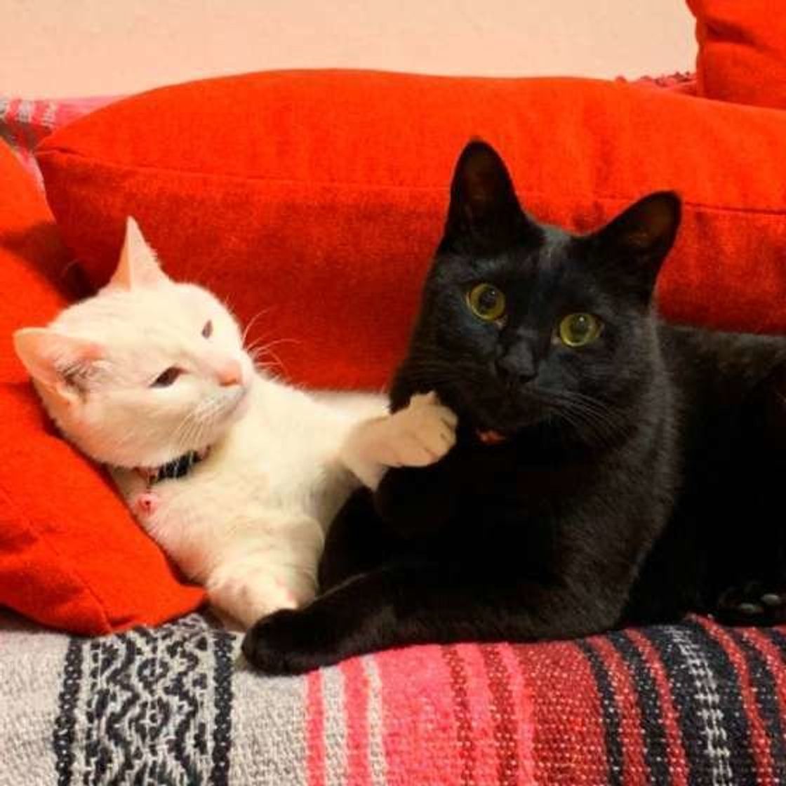 猫の年齢と平均寿命 人の年齢に換算するための早見表 計算式も紹介 ねこのきもちweb Magazine 猫の年齢と平均寿命 人の年齢に換算するための早見表 計算式も紹介 ねこのきもちweb Magazine