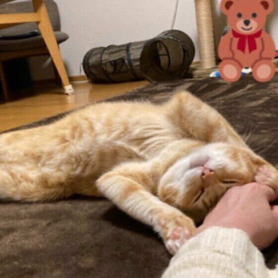 茶トラのバロンくん