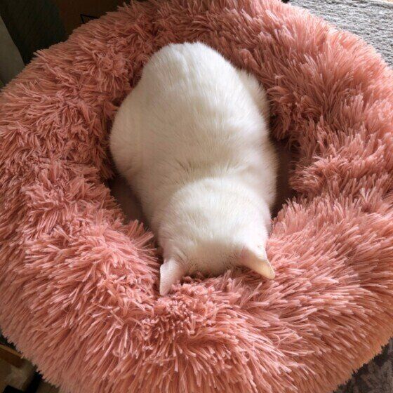 ごめん寝する猫