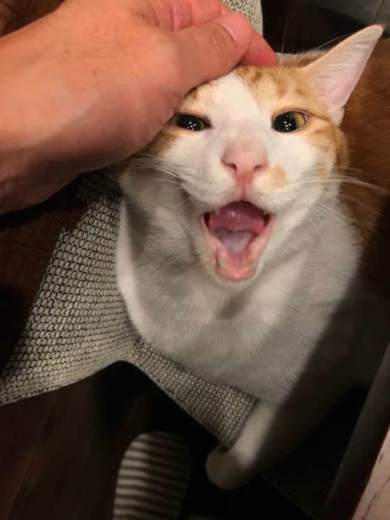 飼い主さんの帰宅を喜ぶソラくん（MIX）