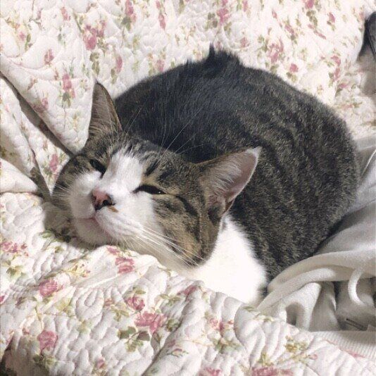 キジトラのろくちゃん