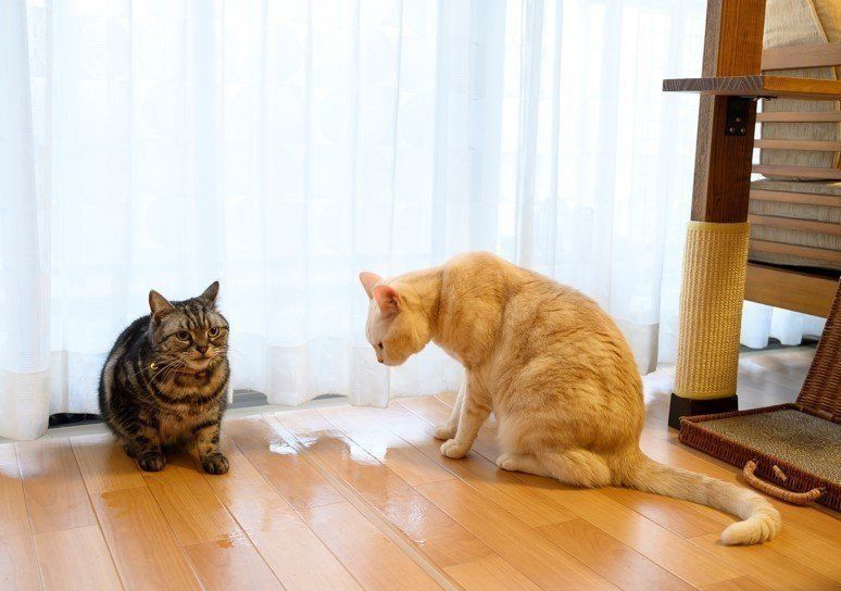 画像／ねこのきもち