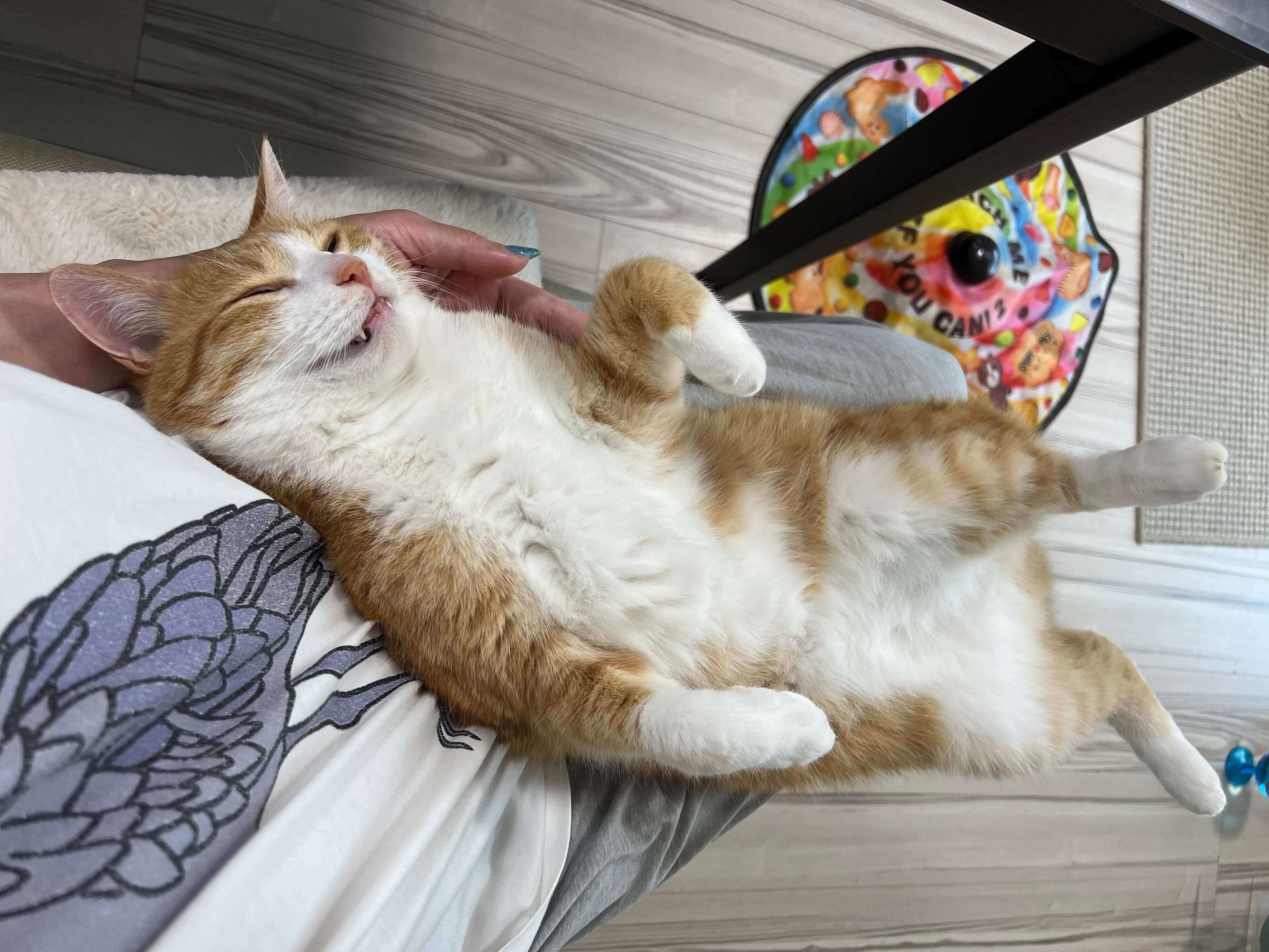 飼い主さんの膝の上でヘソ天するクウちゃん