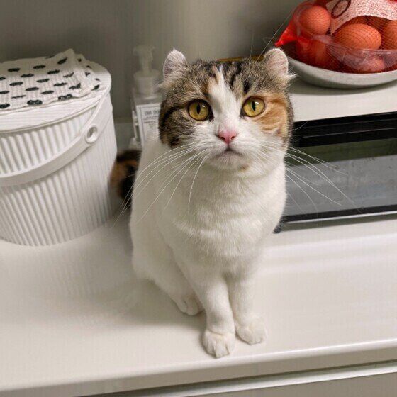 アメリカンガールのふじこちゃん