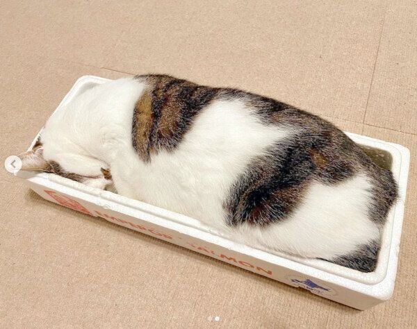 みっちみちに詰まっている豆ちゃん