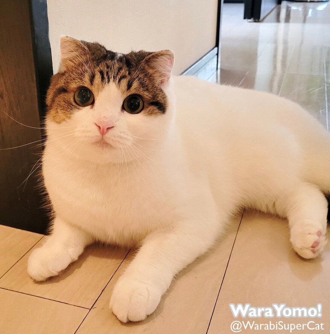 見つめるよもぎちゃん