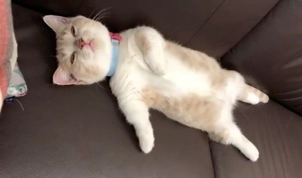 睡魔とたたかうマンチカン