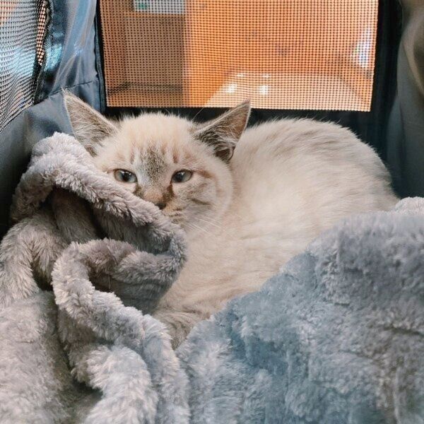 お迎え当時のモネさん