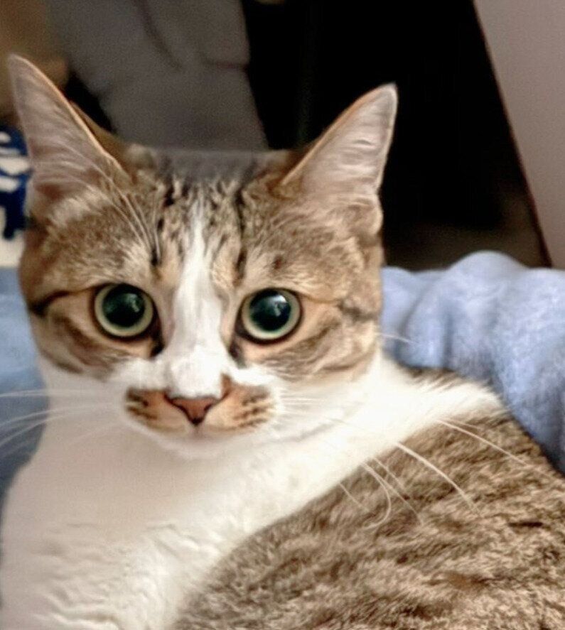 こちらをまっすぐ見つめる猫