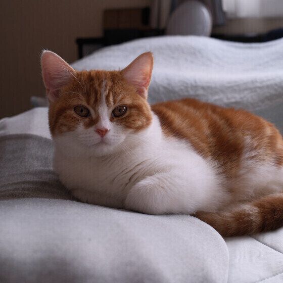 留守番するスコティッシュフォールド