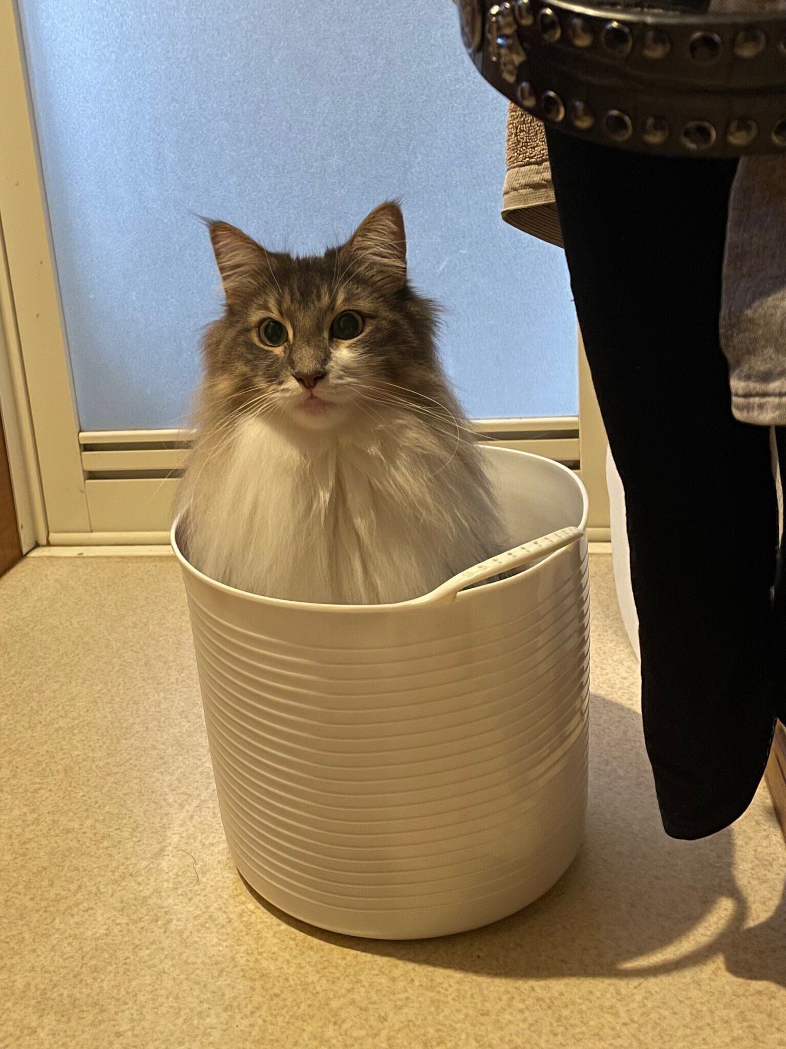 かごに入る猫（ノルウェージャンフォレストキャット、オス）