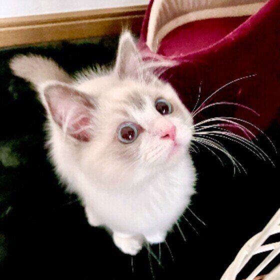 ラグドールのめるもくん