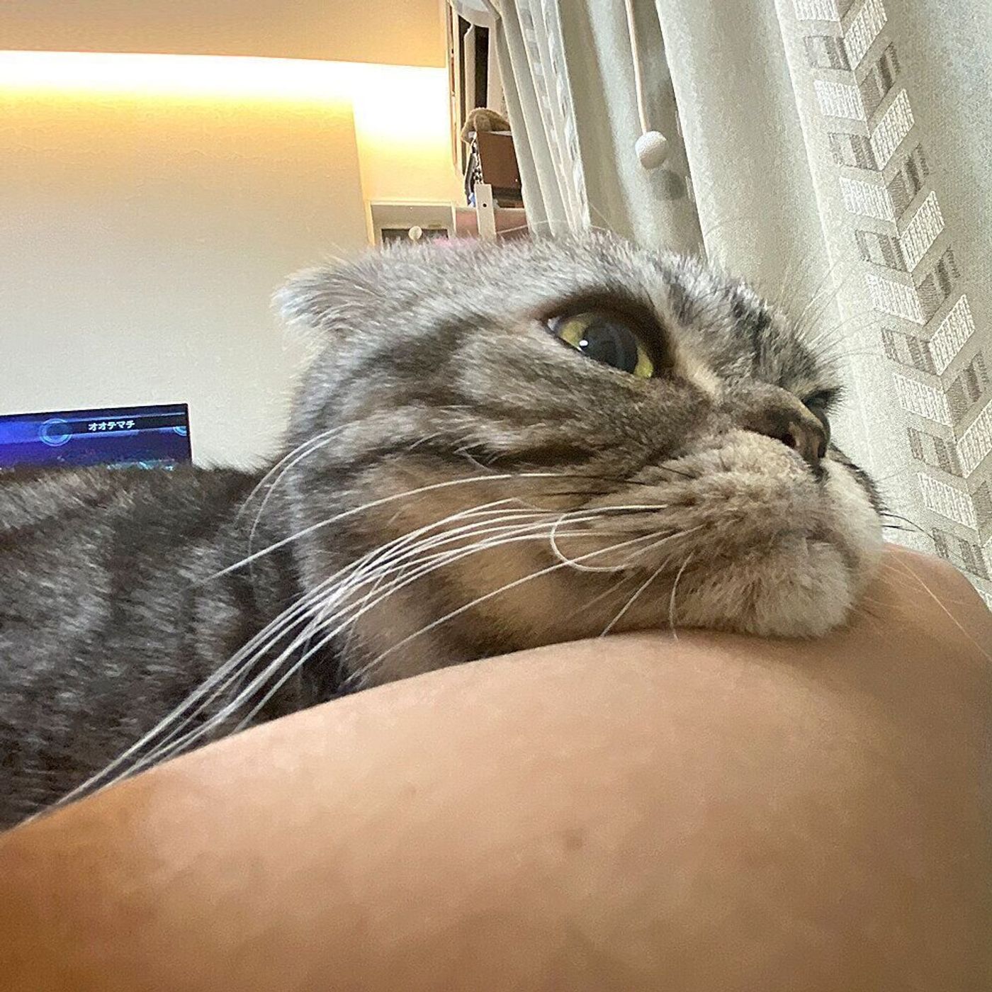 いつの間にくるくるに ヒゲがくせ毛になったししまるのお話 連載 渋ネコししまるさん 137 ねこのきもちweb Magazine いつの間にくるくるに ヒゲがくせ毛になったししまるのお話 連載 渋ネコししまるさん 137 ねこのきもちweb Magazine