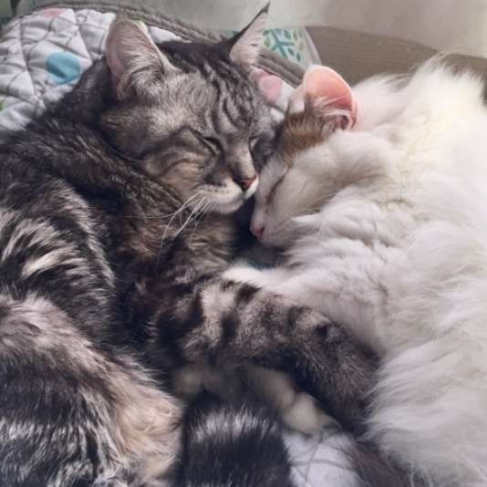 くっついて寝る猫たち