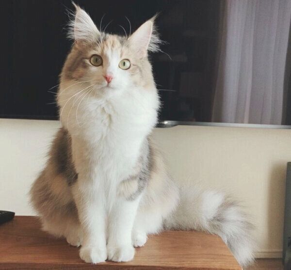 見つめるほたてちゃん