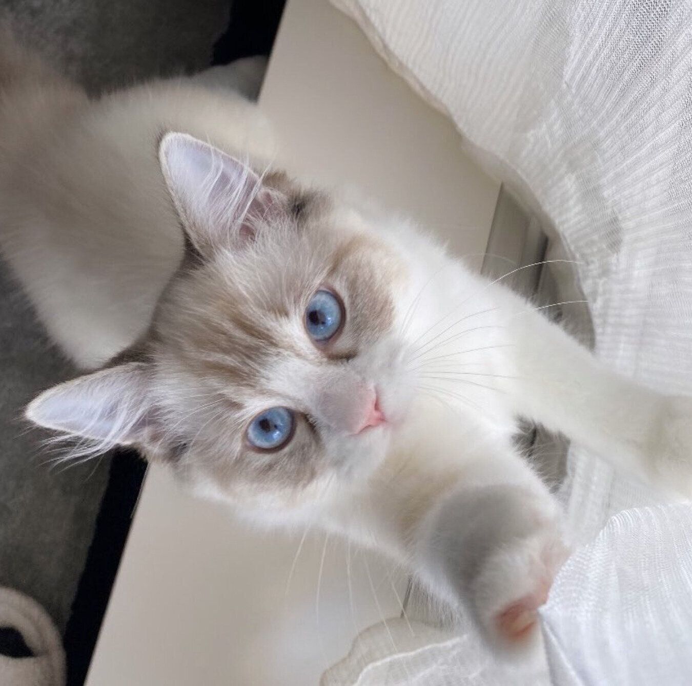 真剣な顔をするクレマちゃん