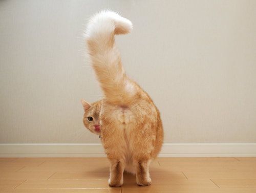 ねこのしっぽ Amazon.co.jp: SHINA コスプレ猫 の しっぽ黒 : ホビー