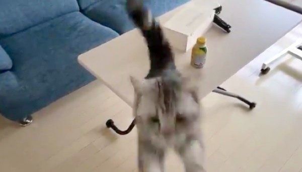 ジャンプするアビーちゃん