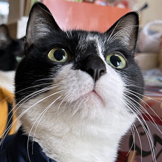 日本ネコの春くん