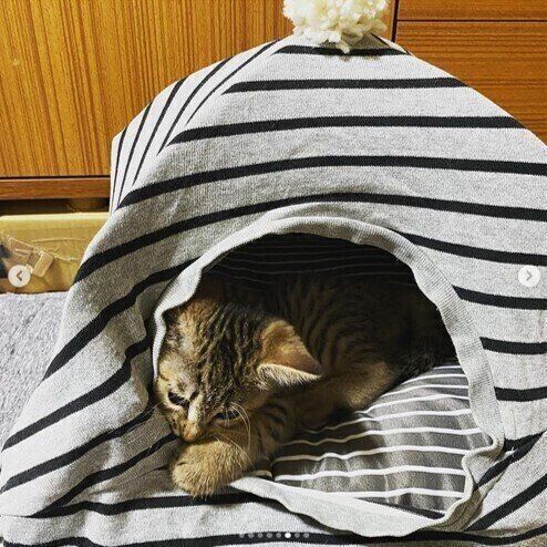 テントの中を探索するゆいまるちゃん