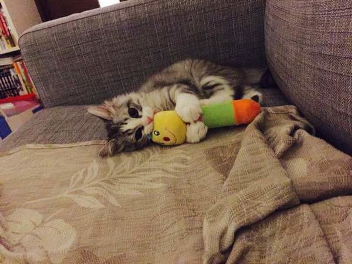 猫が後ろ足で けりけり する理由って 写真と合わせてご紹介 ねこのきもちweb Magazine 猫が後ろ足で けりけり する理由って 写真と合わせてご紹介 ねこのきもちweb Magazine