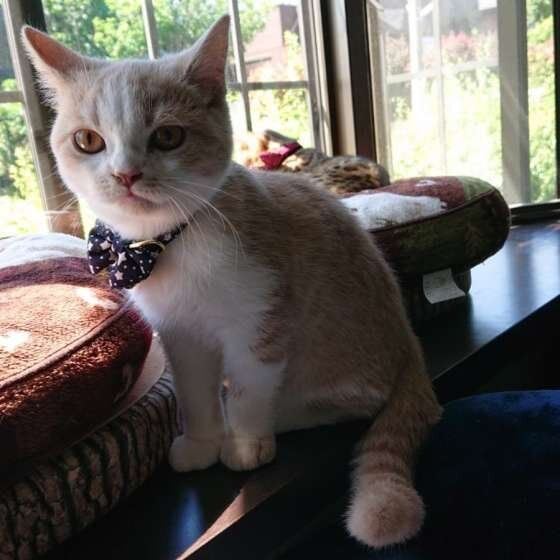 飛行機の音に反応するブリティッシュショートヘア