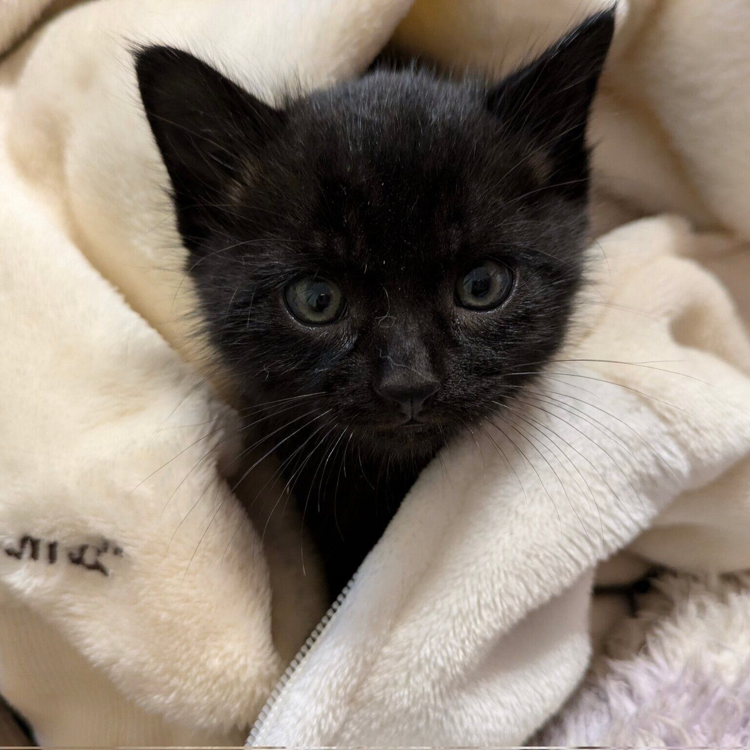 「『おはぎ』に決まりました！」