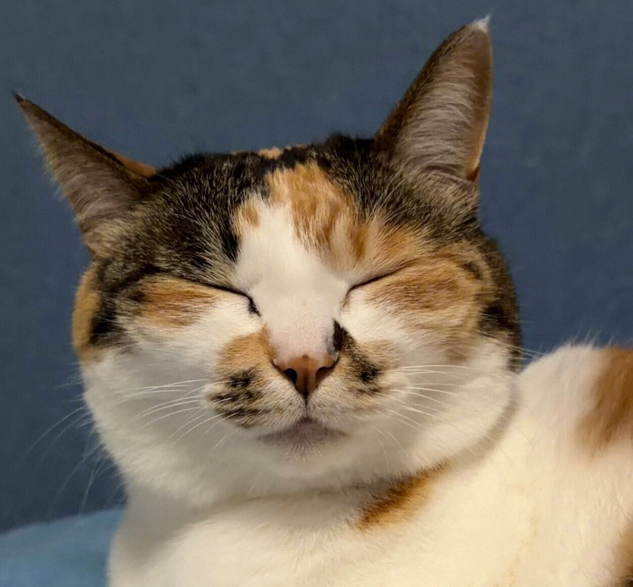 可愛い表情をするコムギちゃん