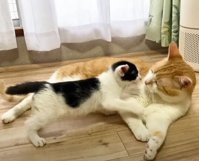 子猫の相手をする猫