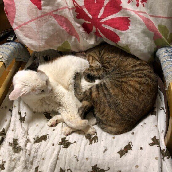 ミコちゃんととまぅちゃん